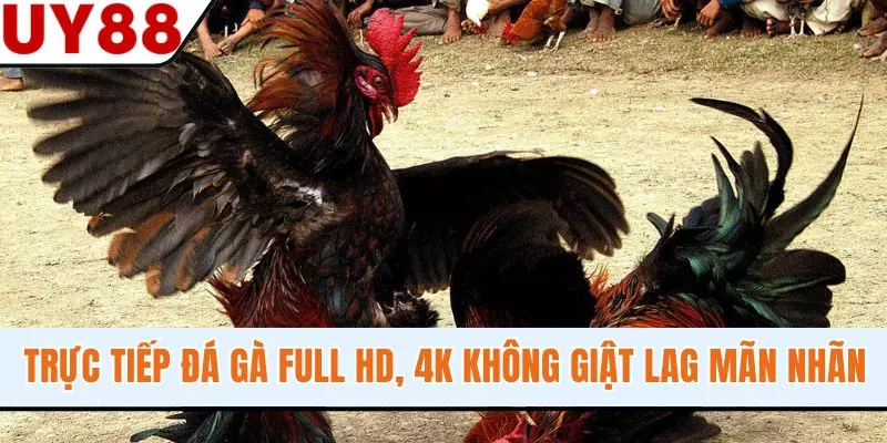 Trực Tiếp Đá Gà Full HD, 4K Không Giật Lag Cực Mãn Nhãn